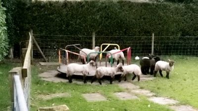 ovce na.jpg